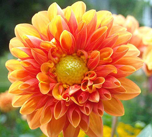 Rare Yellow and Red Dwarf Opera Dahlia Seeds Mix 150 PCS