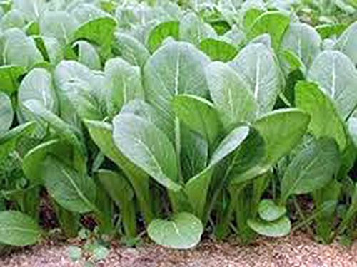 Mustard Greens Seed Tendergreen Heirloom Non GMO 25 Plus Seeds Green