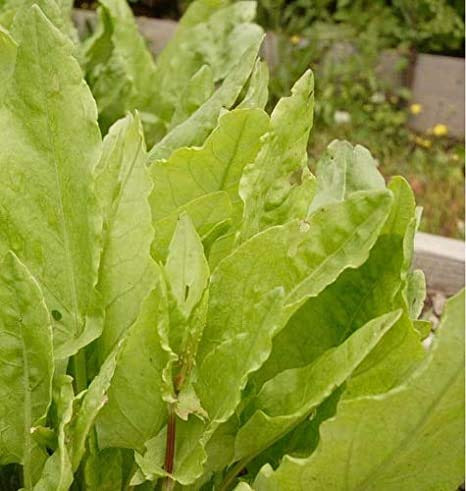 Davids Garden Seeds Greens Leafy Sorrel Large Leaf 8345 -Green- 100 Non-GMO Open Pollinated Seeds