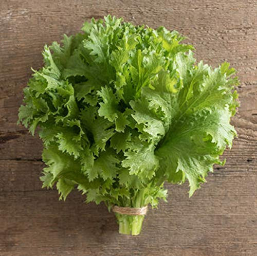 Davids Garden Seeds Mustard Greens Wasabina 9933 -Green- 200 Non-GMO Open Pollinated Seeds