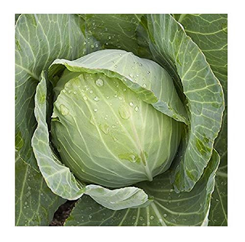 Davids Garden Seeds Cabbage Golden Acre 9921 -Green- 200 Non-GMO Heirloom Seeds