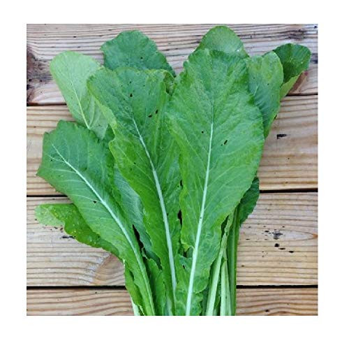 Davids Garden Seeds Mustard Greens Tendergreen 7445 -Green- 500 Non-GMO Heirloom Seeds