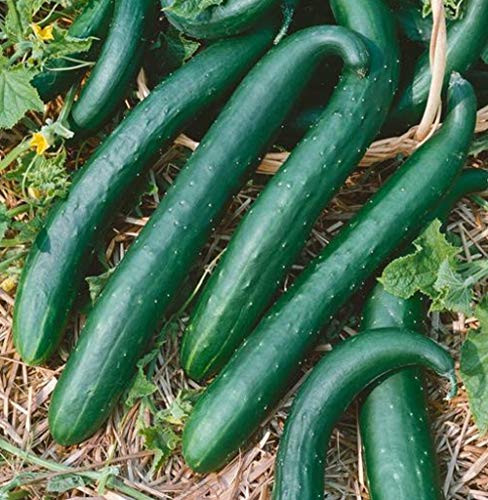Davids Garden Seeds Cucumber Slicing Green Dragon Burpless 9821 -Green- 25 Non-GMO Hybrid Seeds