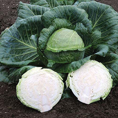 Davids Garden Seeds Cabbage Kaitlin 9713 -Green- 50 Non-GMO Hybrid Seeds