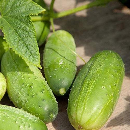 Davids Garden Seeds Cucumber Pickling Homemade Pickles 9383 -Green- 50 Non-GMO Heirloom Seeds