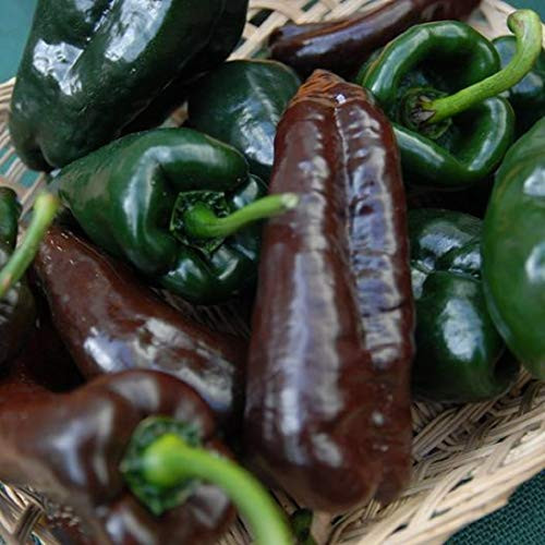 Davids Garden Seeds Pepper Hot Mulato Isleno 9426 -Green- 25 Non-GMO. Heirloom Seeds