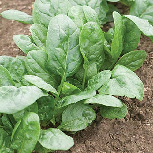 Davids Garden Seeds Spinach Corvair 9789 -Green- 200 Non-GMO Open Pollinated Seeds