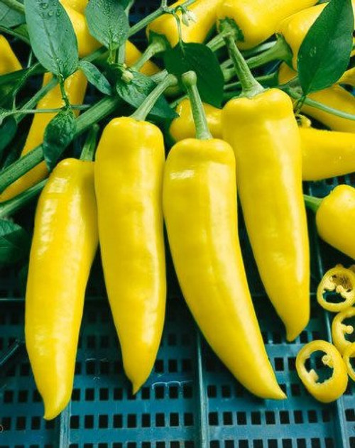 Todds Seeds Hungarian Yellow Hot Wax Hot Pepper Heirloom Seed - 1g Packet