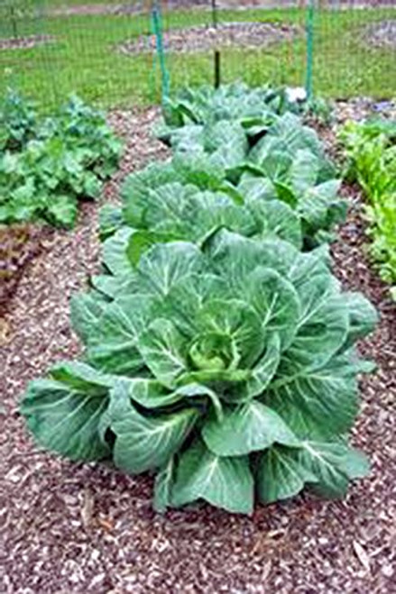 Collard Greens Seed Vates Heirloom Non GMO 50 Plus Seeds Collard Green Collard Greens Seed Vates Heirloom Non GMO 50 Plus Seeds Collard Green