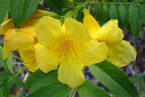 10 TECOMA STANS -Yellow Trumpetbush / Yellow Bells / Yellow Elder / Esperanza- Flower Shrub Bush Seeds 10 TECOMA STANS -Yellow Trumpetbush / Yellow Bells / Yellow Elder / Esperanza- Flower Shrub Bush Seeds