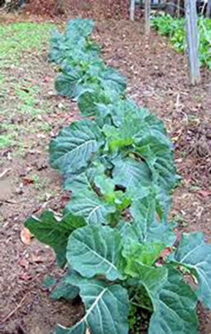 Collard Green Seed Champion Heirloom Non GMO 100 Seeds Greens