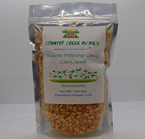 8 oz Yellow Popping Corn Corn Seed for Growing Heirloom Open Pollinated Non-GMO Garden Seeds by Country Creek Acres Grown in USA Microgreen Seed