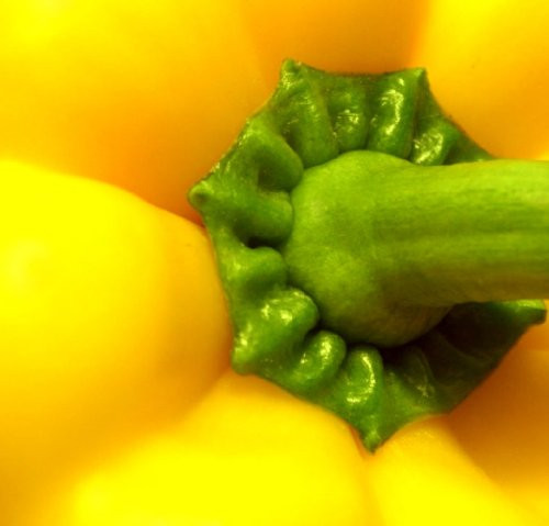 100 GOLDEN YELLOW BELL PEPPER California Wonder Capsicum Annuum Vegetable Seeds 100 GOLDEN YELLOW BELL PEPPER California Wonder Capsicum Annuum Vegetable Seeds