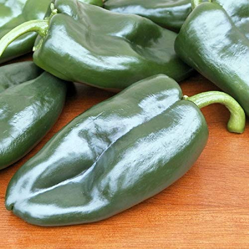 Davids Garden Seeds Pepper Hot Ancho Poblano Allende 9872 -Green- 25 Non-GMO Hybrid Seeds