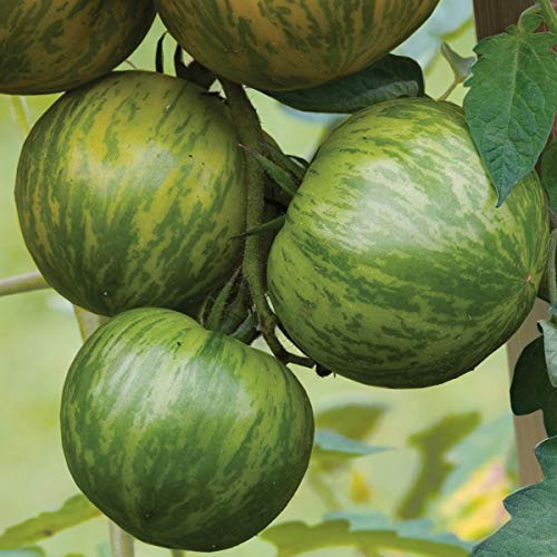 Burpee Green Zebra Organic - Green Slicing Tomato - 30 Seeds