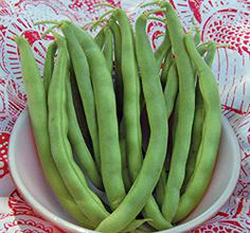 Bean Kentucky Wonder Pole Green Bean Heirloom 50 Seeds Classic Bean Bean Kentucky Wonder Pole Green Bean Heirloom 50 Seeds Classic Bean