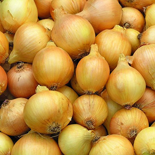Yellow Sweet Spanish Onion Seeds - 1 g ~300 Seeds - Heirloom Open Pollinated Non-GMO Farm  and  Vegetable Gardening Seeds