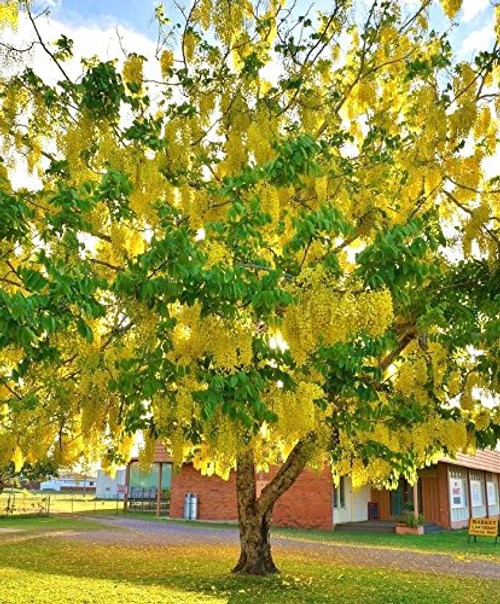 Cassia fistula rare GOLDEN SHOWER TREE gold rush yellow flower seed 10 seeds Cassia fistula rare GOLDEN SHOWER TREE gold rush yellow flower seed 10 seeds