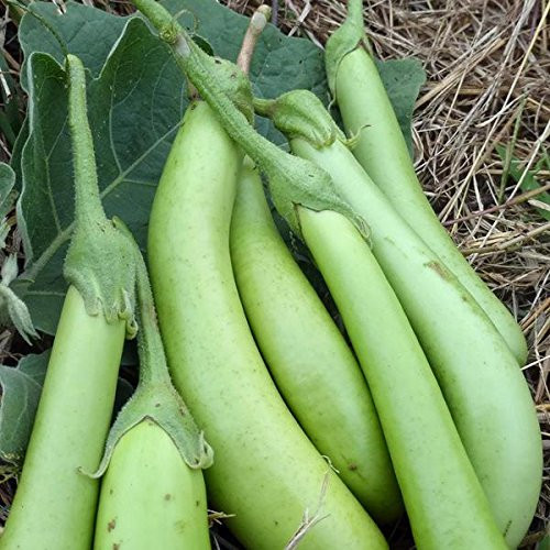 Louisiana Long Green Eggplant Seeds - 10 Plus Rare Non-GMO Organic Heirloom Garden Seeds