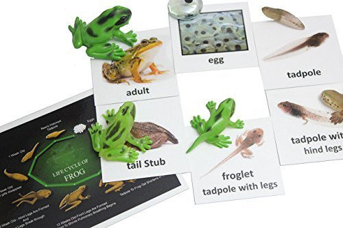 Montessori Frog Life Cycle Animal Match Cards and Figurines. Nomenclature Science Work Teaching Montessori Frog Life Cycle Animal Match Cards and Figurines. Nomenclature Science Work Teaching