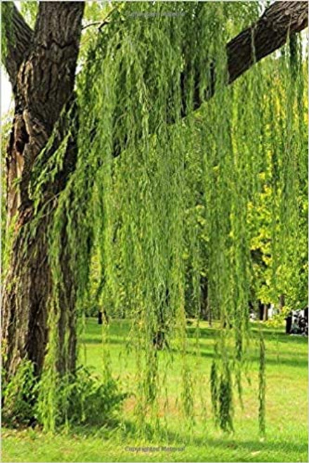 One Bright Green Weeping Willow Cutting - Grow a Tree - Wisconsin Weeping Willow Root Stock