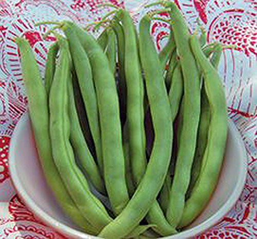 Bean Kentucky Wonder Pole Green Bean Heirloom 500 Plus Seeds Classic Bean Bean Kentucky Wonder Pole Green Bean Heirloom 500 Plus Seeds Classic Bean