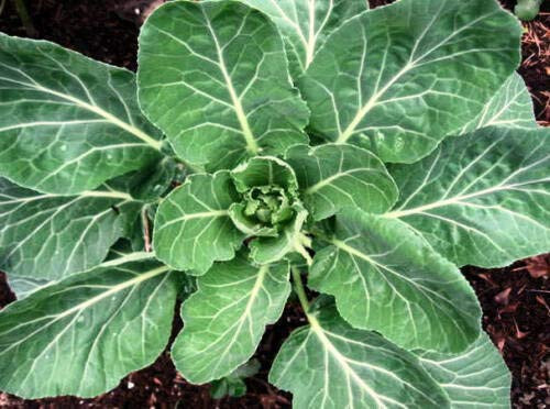 Fresh Seeds - Collard Seeds Yates Heirloom Collards Collard Greens Seeds Non-GMO 100ct Fresh Seeds - Collard Seeds Yates Heirloom Collards Collard Greens Seeds Non-GMO 100ct