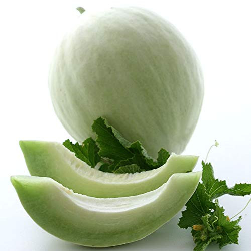 Organic Green Flesh Honeydew Melon - 1 g ~30 Seeds - Organic Heirloom Open Pollinated Non-GMO Farm  and  Vegetable/Fruit Gardening Seeds