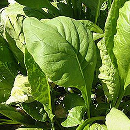 Organic Tendergreen Mustard Seed - 2 g ~1000 Seeds - Organic Heirloom Open Pollinated Non-GMO Farm and Vegetable Gardening and Micro Greens Seeds Organic Tendergreen Mustard Seed - 2 g ~1000 Seeds - Organic Heirloom Open Pollinated Non-GMO Farm and Vegetable Gardening and Micro Greens Seeds