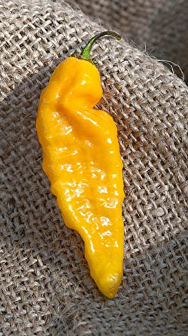 Yellow Bhut Jolokia Heirloom Ghost Pepper Premium Seed Packet  Plus More