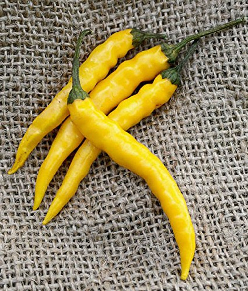 Yellow Bedder Macedonian Heirloom Pepper Premium Seed Packet  Plus More