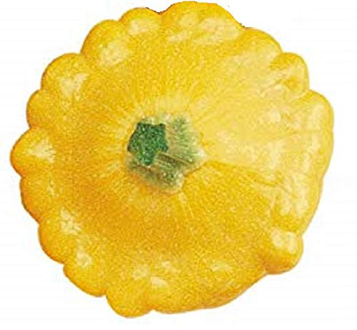 Sow No GMO Squash Summer Scallop Patty Pan Yellow Bush Non GMO Heirloom 100 Seeds