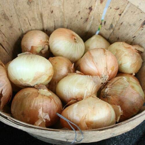 Vidalia Sweet Yellow GRANEX Onion 400 Plus Heirloom Vegetable Seeds Short Day