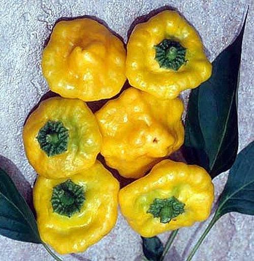 Jamaican Hot Yellow Scotch Bonnet Pepper 20 Seeds Jamaican Hot Yellow Scotch Bonnet Pepper 20 Seeds