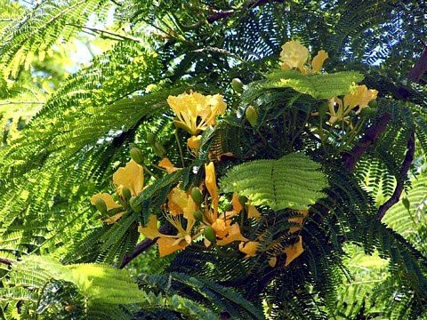 Yellow Bird of Paradise 10 Seeds -Caesalpinia- Tropical