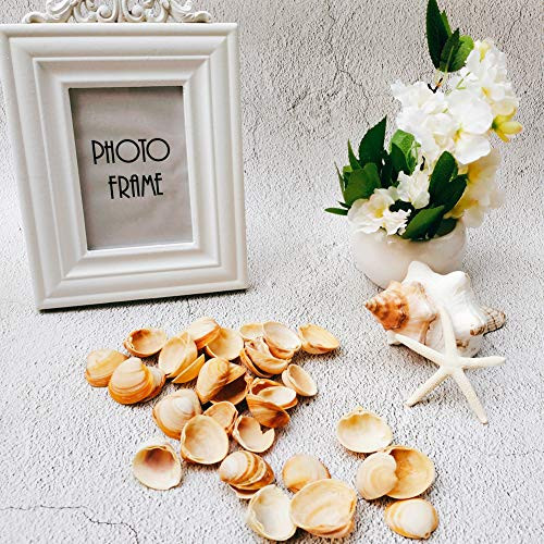 Small Sea Shell Beads Ocean Beach Yellow Spiral Seashells for DIY Craft Charms