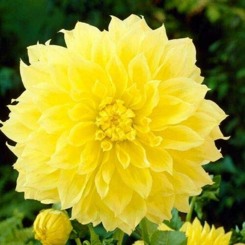 Flowering Plant - Dahlia Dinnerplate Kelvin FLOODLIGHT - Yellow Tubers 1 Tuber Spring Bloom Flowering Plant - Dahlia Dinnerplate Kelvin FLOODLIGHT - Yellow Tubers 1 Tuber Spring Bloom