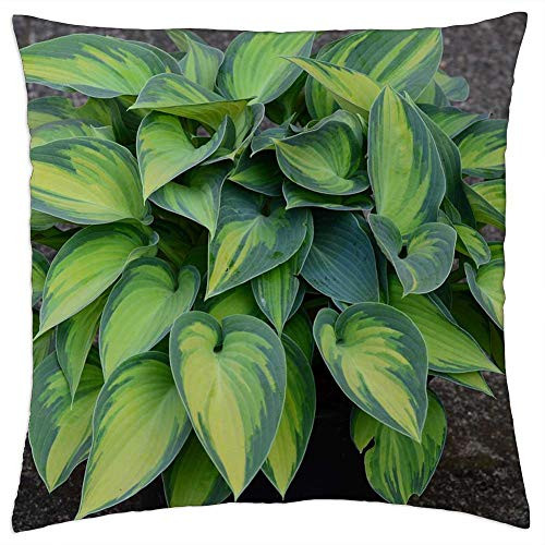 LESGAULEST Throw Pillow Cover -24x24 inch- - Plantain Lily Hosta Tardinia June Golden Green LESGAULEST Throw Pillow Cover -24x24 inch- - Plantain Lily Hosta Tardinia June Golden Green