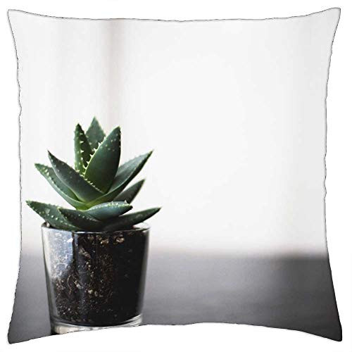 LESGAULEST Throw Pillow Cover -24x24 inch- - Plant Bonsai Table Glass Soil Cactus Green Thorn