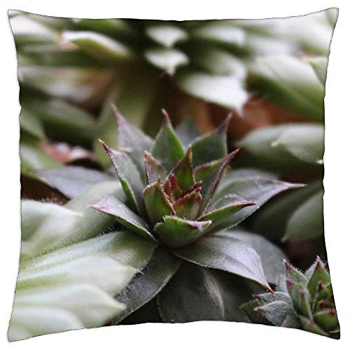 LESGAULEST Throw Pillow Cover -24x24 inch- - Plant Succulent Stone Garden Cactus Green Nature