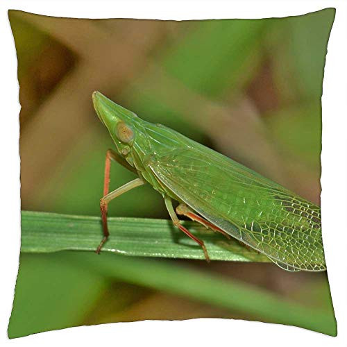 LESGAULEST Throw Pillow Cover -24x24 inch- - Leafhopper Planthopper Insect Green Insect