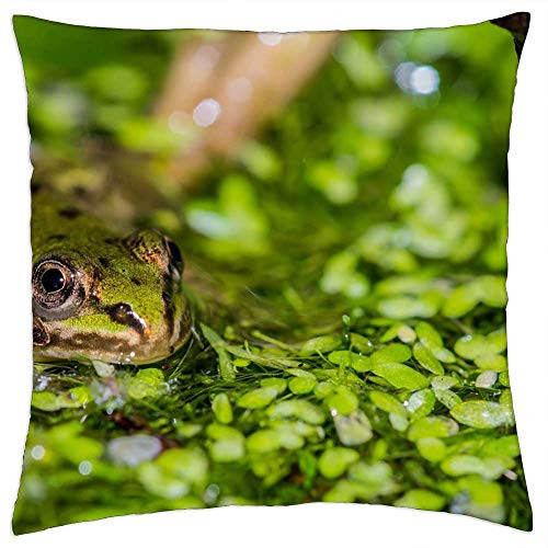 LESGAULEST Throw Pillow Cover -24x24 inch- - Frog Pond Water Green Frog Frog Pond Amphibian LESGAULEST Throw Pillow Cover -24x24 inch- - Frog Pond Water Green Frog Frog Pond Amphibian