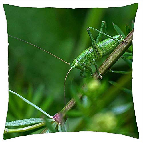 LESGAULEST Throw Pillow Cover -24x24 inch- - Insect Green Grasshopper Nature Close Plant Probe