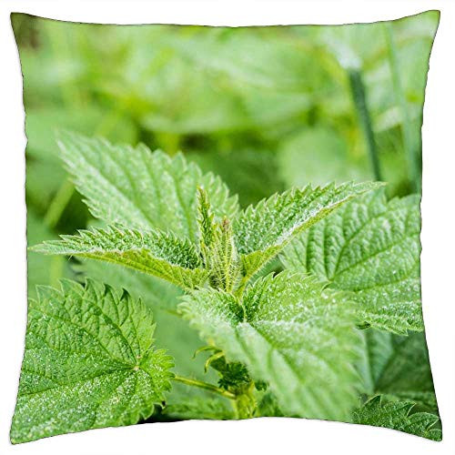 LESGAULEST Throw Pillow Cover -24x24 inch- - Stinging Nettle Green Pus Nettle Nature Nettle LESGAULEST Throw Pillow Cover -24x24 inch- - Stinging Nettle Green Pus Nettle Nature Nettle