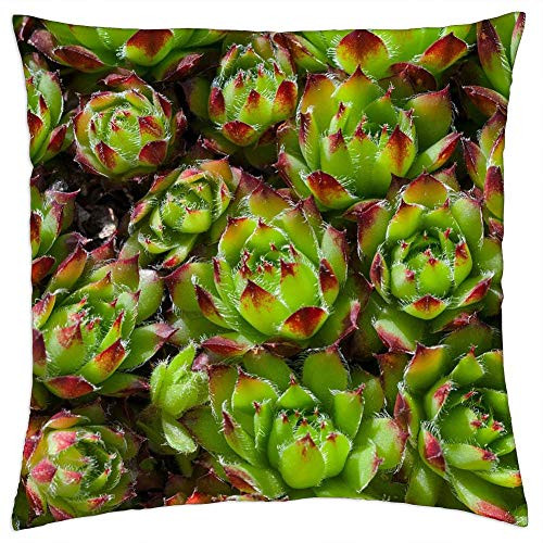 LESGAULEST Throw Pillow Cover -24x24 inch- - Cactus Green Plant Prickly Potted Plant Spur LESGAULEST Throw Pillow Cover -24x24 inch- - Cactus Green Plant Prickly Potted Plant Spur