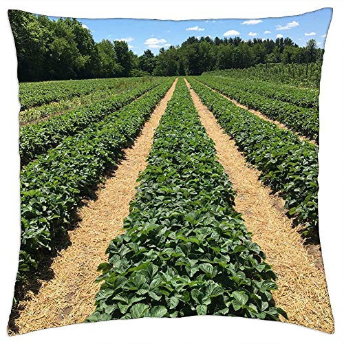 LESGAULEST Throw Pillow Cover -24x24 inch- - Strawberry Bushes Green Plant Garden Nature Bush