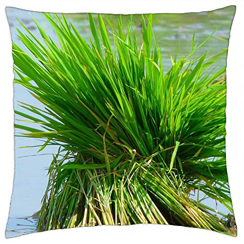 LESGAULEST Throw Pillow Cover -24x24 inch- - Rice Rice Plant Food Plant Green