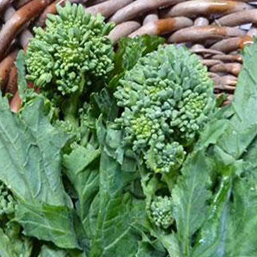 Spring Raab Rapini Broccoli - 1/4 LB ~36000 Seeds - Heirloom Open Pollinated Non-GMO Farm  and  Vegetable Gardening  and  Micro Greens Seeds - AKA Asparago
