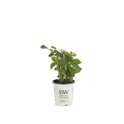 Cityline Paris Bigleaf Hydrangea -Macrophylla- Live Shrub Pink Red and Green Flowers 4.5 in. Quart Cityline Paris Bigleaf Hydrangea -Macrophylla- Live Shrub Pink Red and Green Flowers 4.5 in. Quart