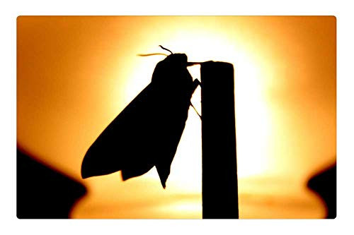 LESGAULEST Doormat Floor Rug/Mat -23.6 x 15.7 inch- - Butterfly Insect Macro Brown Closeup